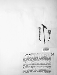 Image of Hygrophorus nemoreus